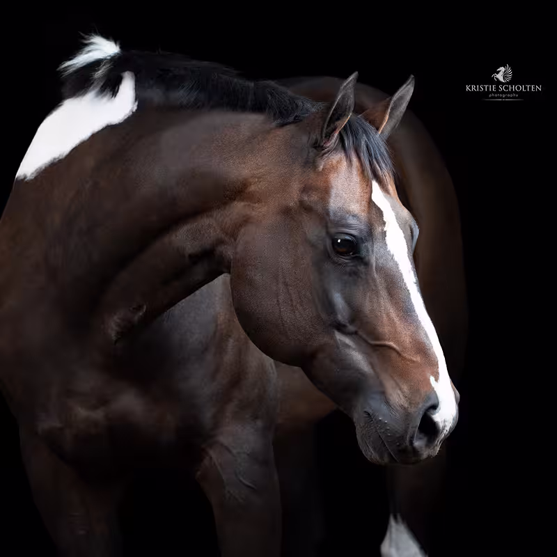 Horse: Stormie
