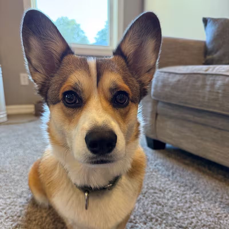 Dog: Maverick