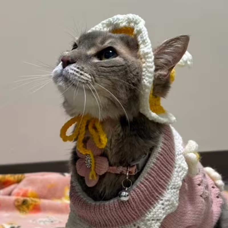 Cat: Kitty-Yit T