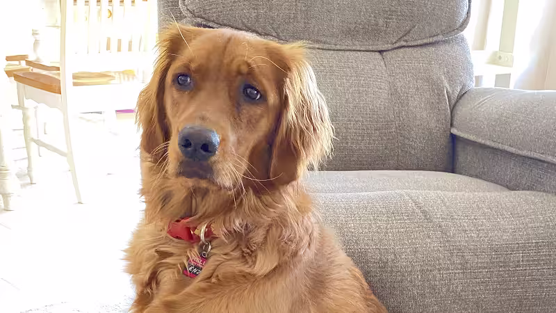 Dog: Enza