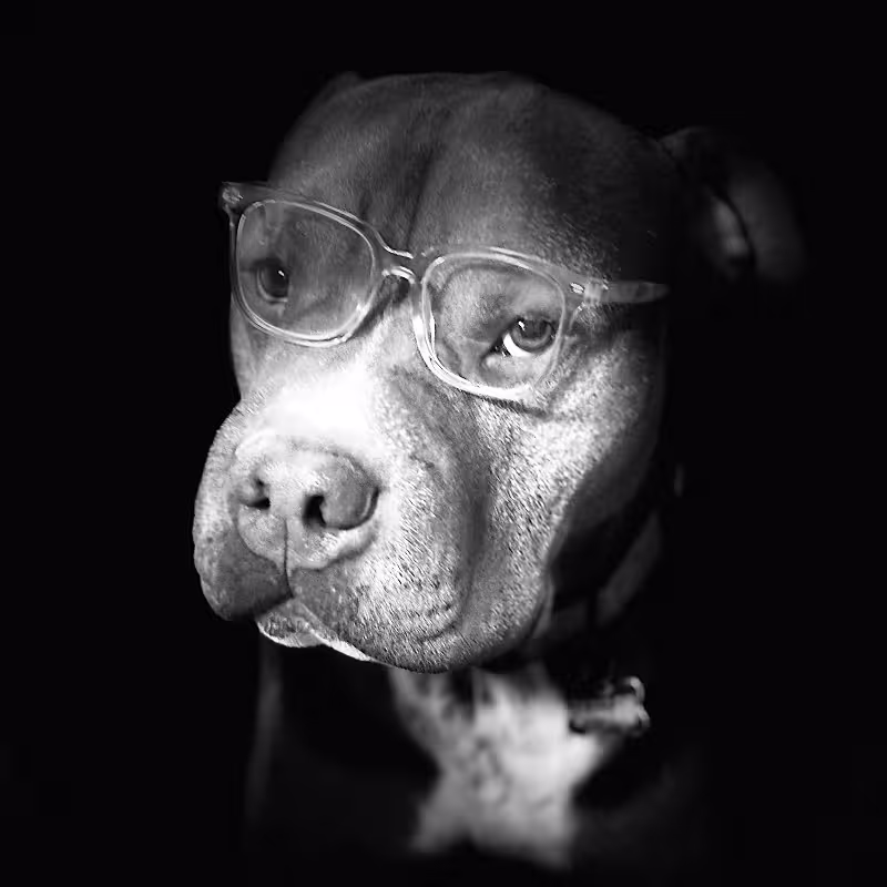 Dog: Chubbs