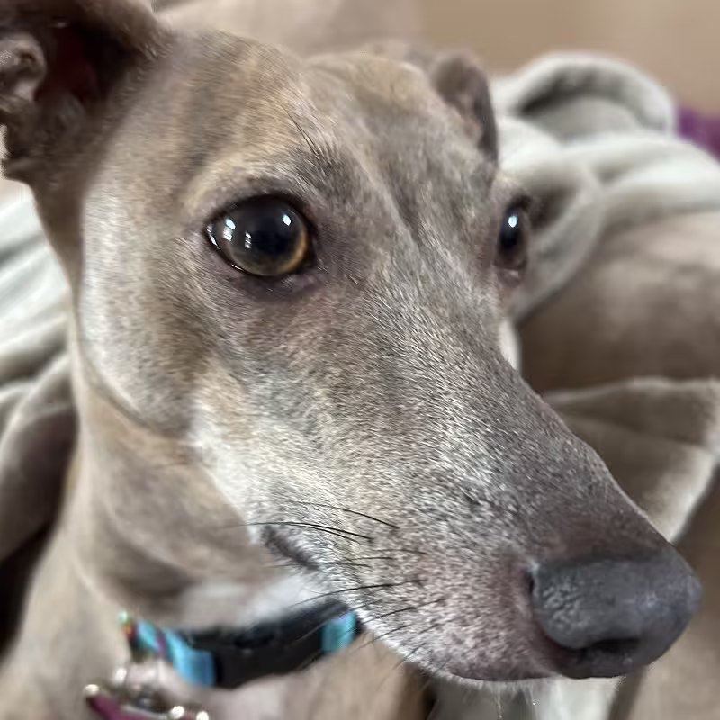 Dog: Kiara