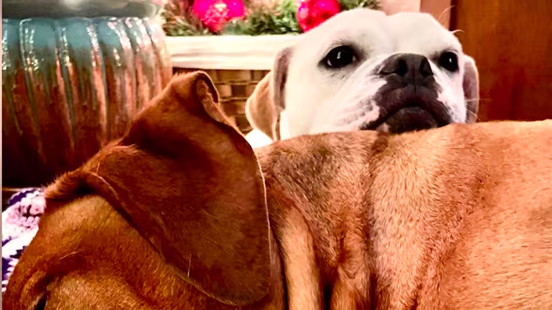 Dogs: Blue and Maze