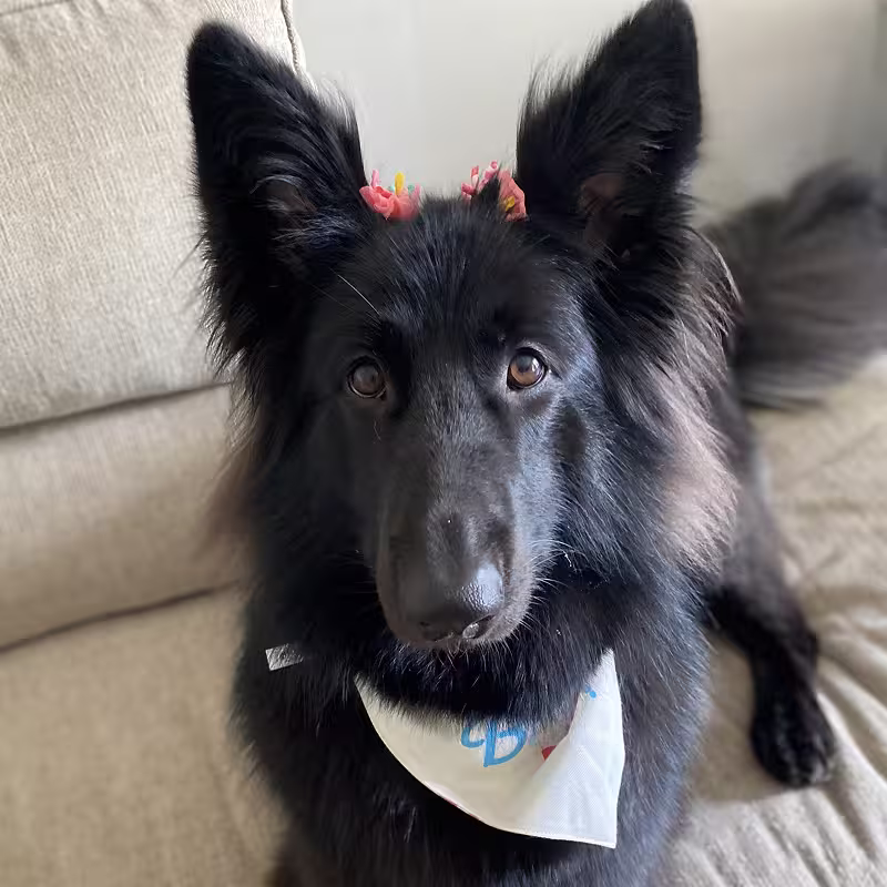 Dog: Beverly