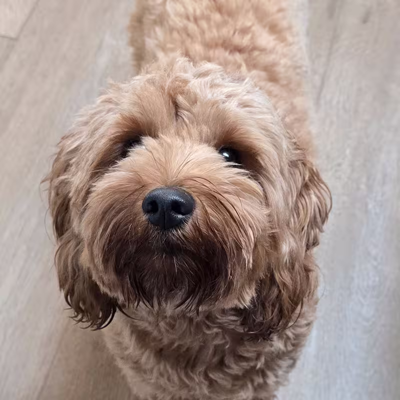 Dog: Rosie