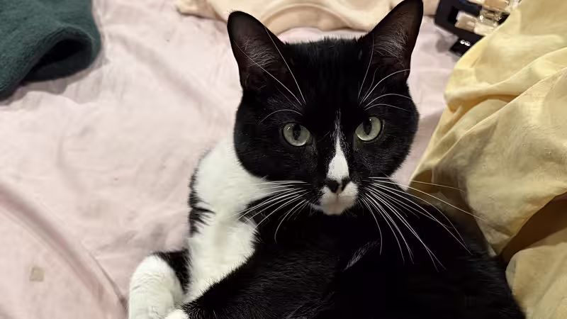 Cat: Otis