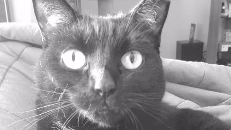 Cat: Jinx