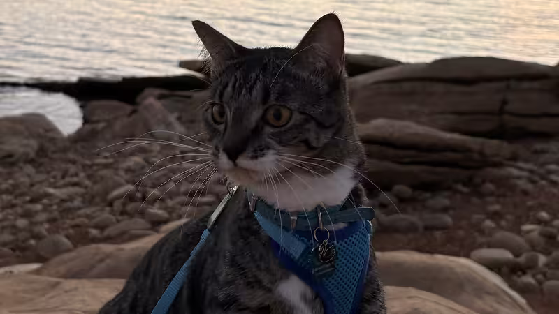 Cat: Trinket