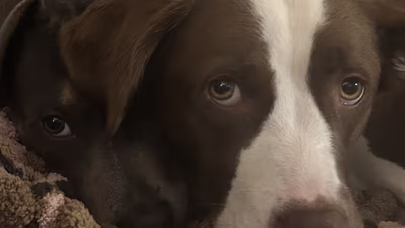 Dogs: Nova & Phoenix