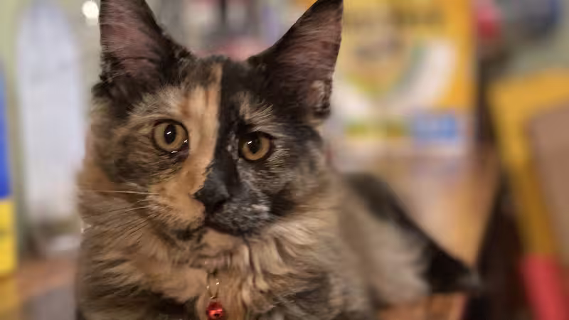 Cat: Meleys