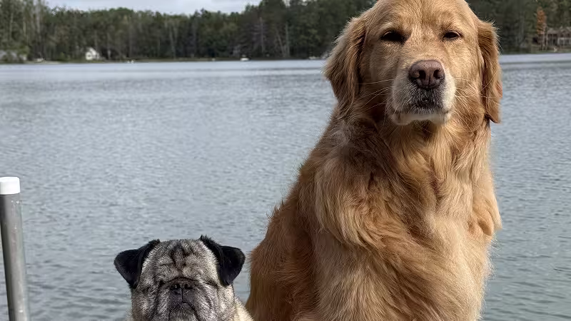 Dogs: Mojo and Friendze