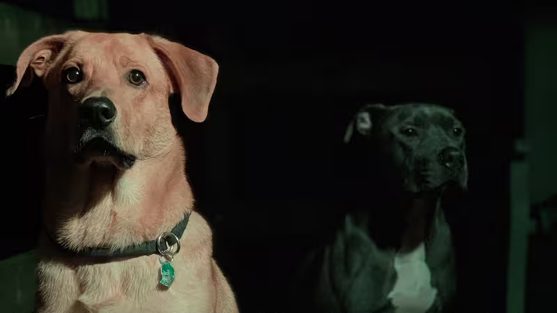 Dogs: Juno & Keelo 