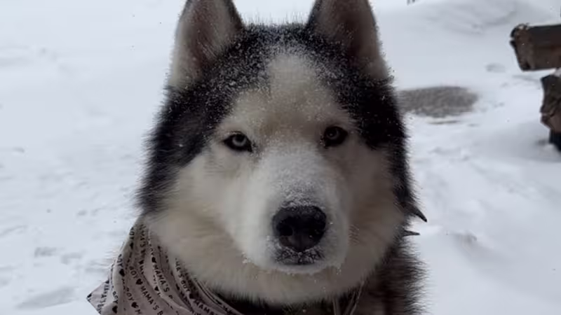 Dog: Storm