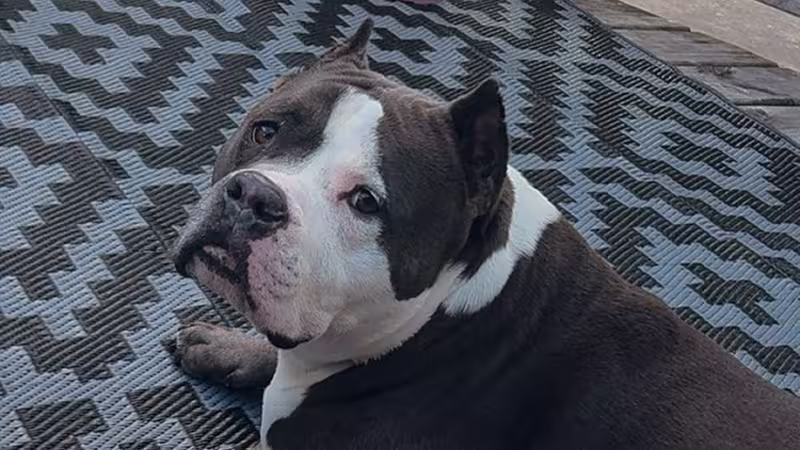 Dog: Frank