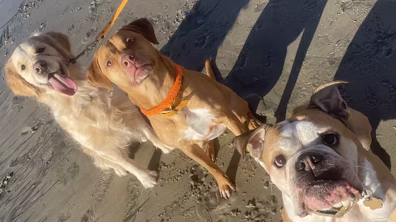 Dogs: Ralphie, Frankie & Dani