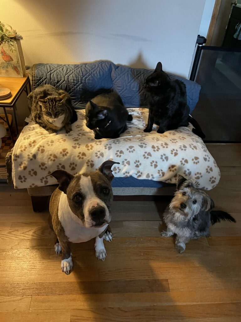 Pets: Tiana, Kovu, Alice, Wanda, and KC Jane