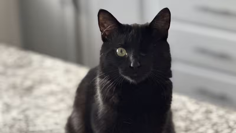 Cat: Cauldron