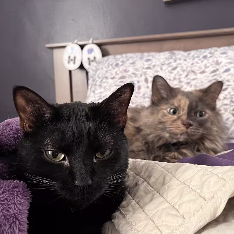 Cats: Wicca & Genesis 