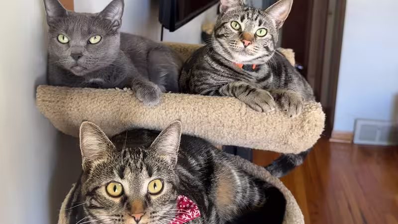 Cats: Lila, Spunky, Midnight