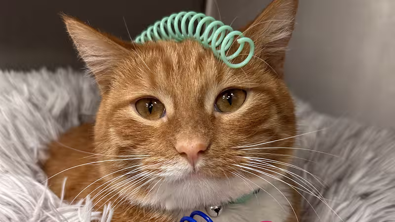 Cat: Archibald 