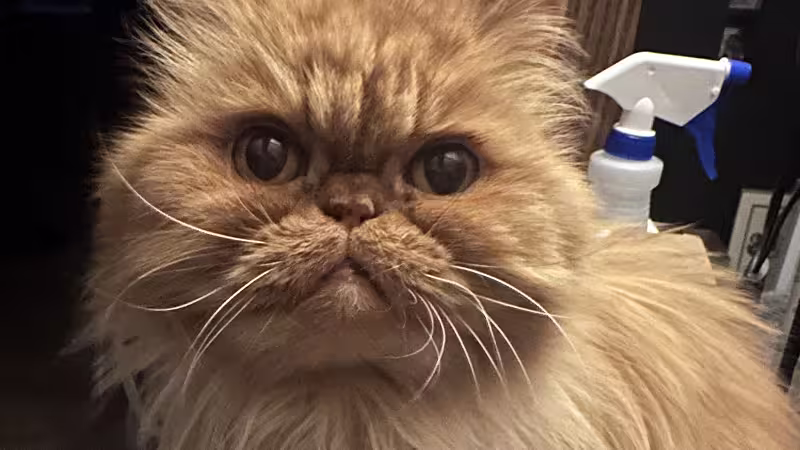 Cat: Wilford
