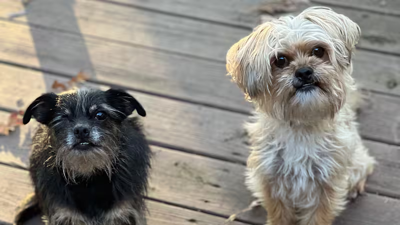 Dogs: Carl & Calvin