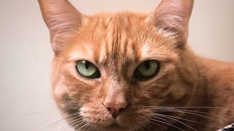 Cat: Feah