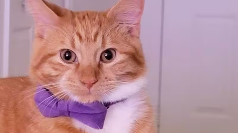 Cat: Vinnie