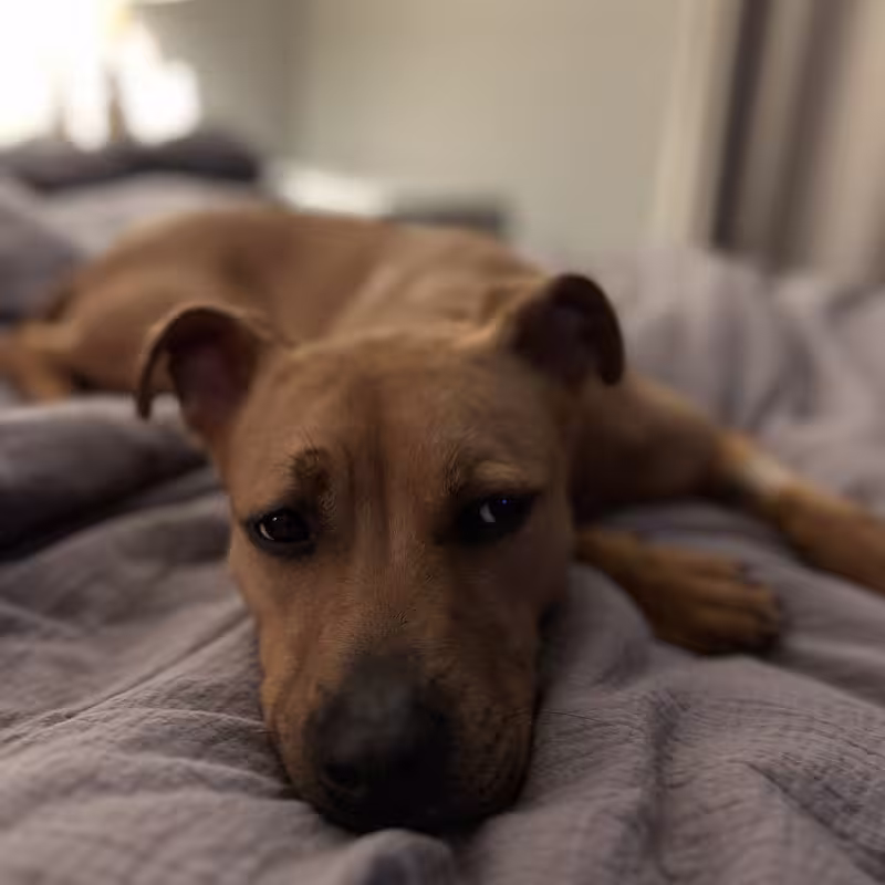 Dog: Pebbles