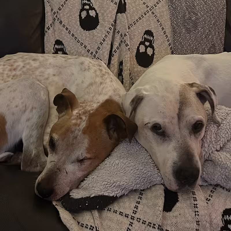 Dogs: Chica & Gus